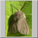 Diaphora mendica - Graubaer 03.jpg